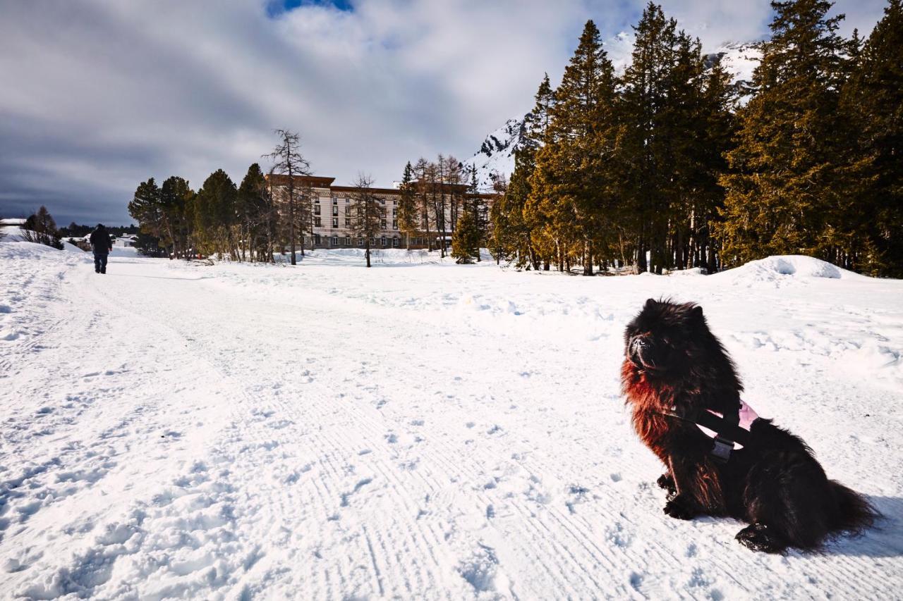 Maloja Palace Residence Engadin-St Moritz Co2-Neutral Eksteriør bilde